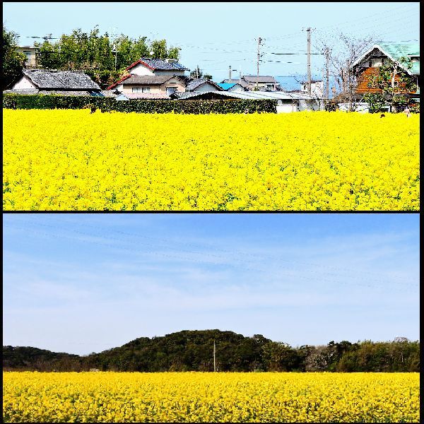 菜の花畑で撮影。　②