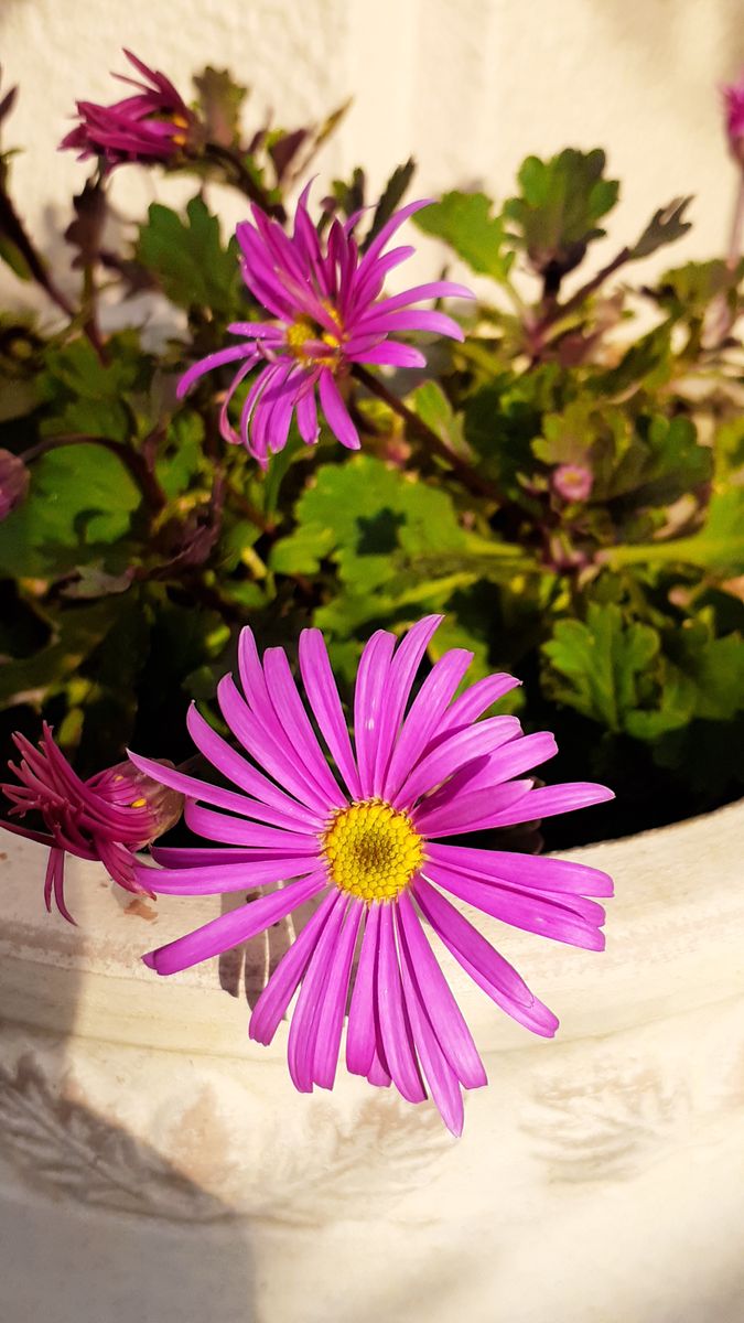 ふくおかルーバルガーデン5～春の🌸🌸🌸庭たより…草イチゴの花が早くも咲いて～💕