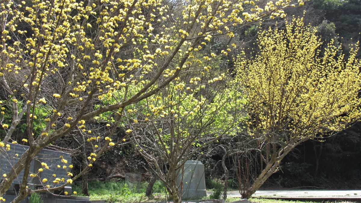 モクレン寺の花々