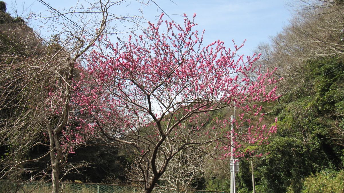 モクレン寺の花々