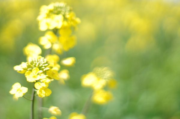 オールドレンズで撮る菜の花