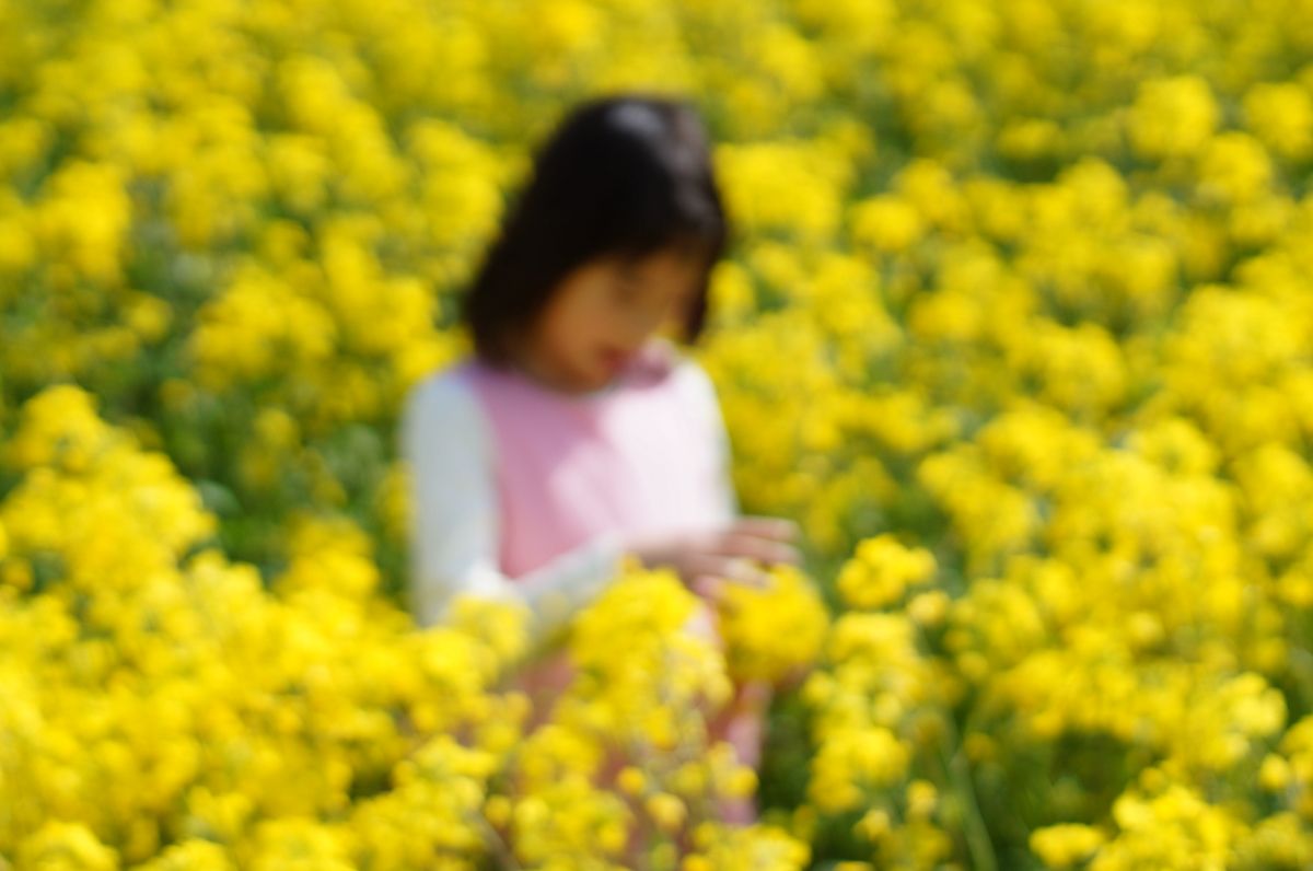 オールドレンズで撮る菜の花