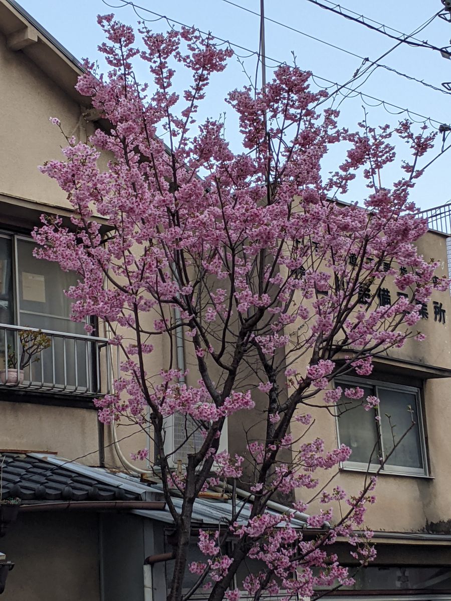 播磨坂東側のタチツボスミレと桜