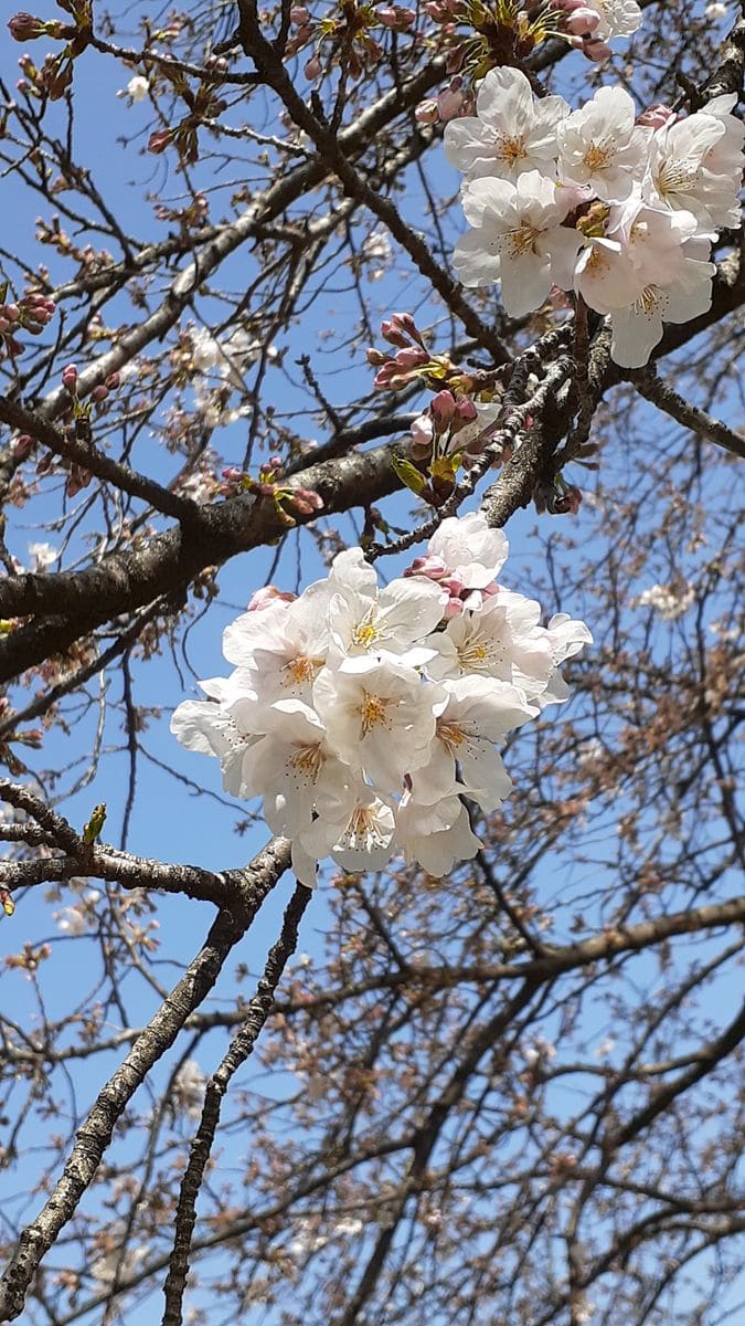 ふくおかルーバルガーデン5～春の🌸🌸🌸庭たより…植物園の花たより<1>～💕