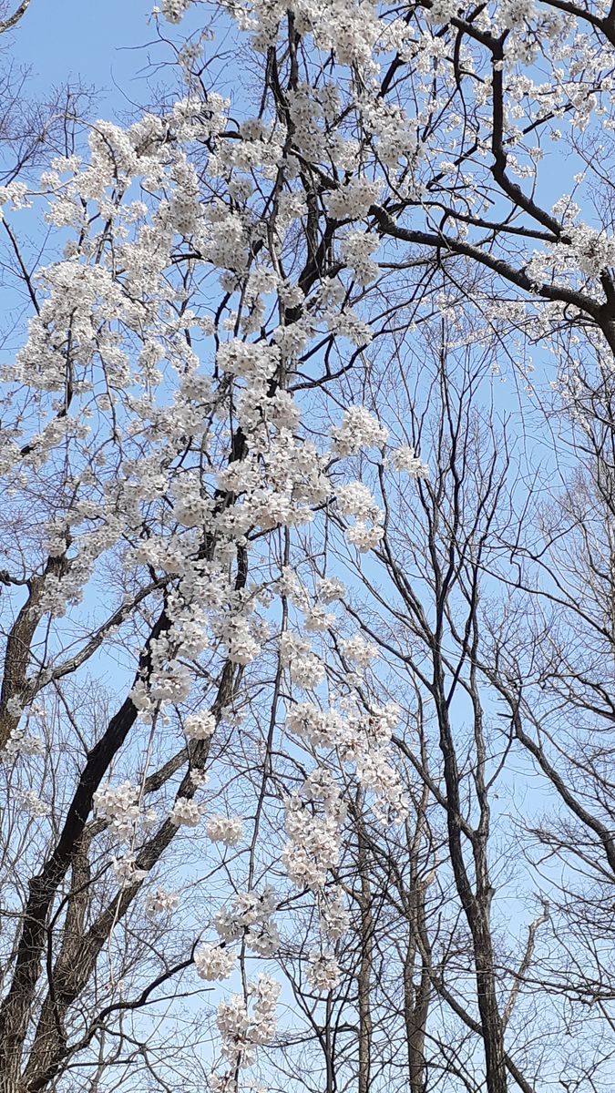 ふくおかルーバルガーデン5～春の🌸🌸🌸庭たより…植物園の花たより<1>～💕