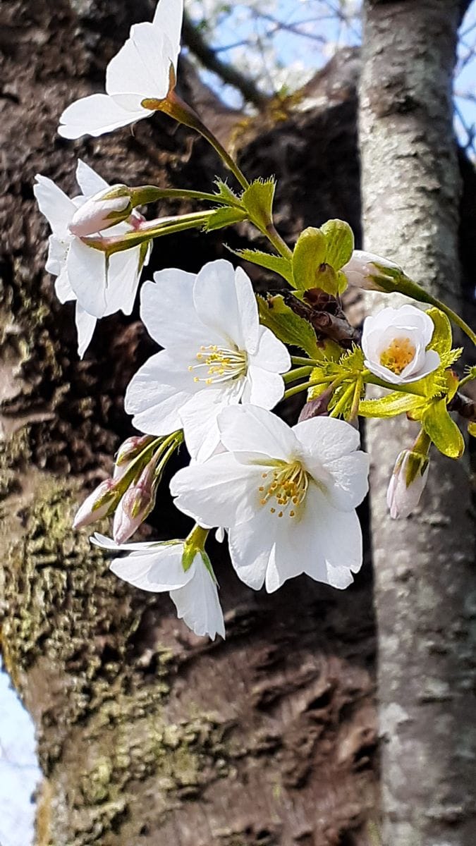 ふくおかルーバルガーデン5～春の🌸🌸🌸庭たより…植物園の花たより<1>～💕