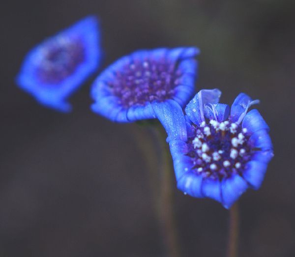 MFオールドレンズで花を取る。～MINOLTA MD ROKKOR 50mm F1.4