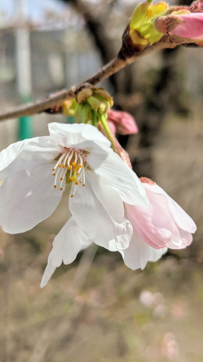 公園の桜