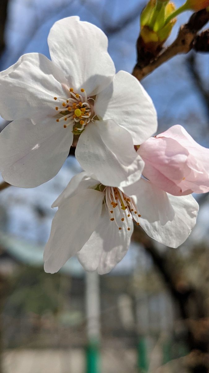 公園の桜