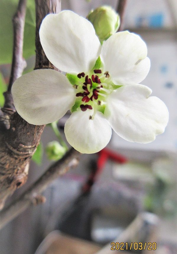 梨の花は清楚、これからの小盆栽づくり