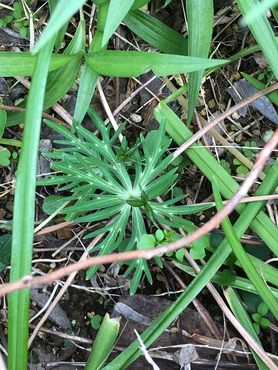 節分草の種