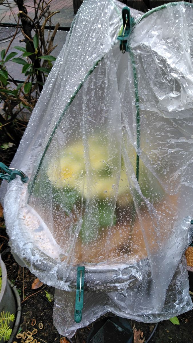 雨音で目覚める日曜日