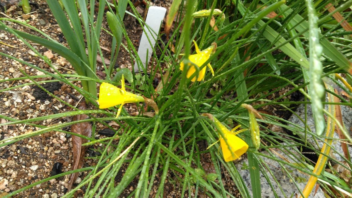 小雨の降る中で➰