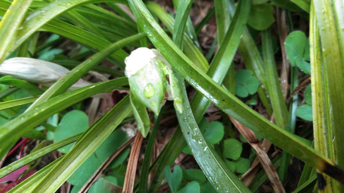 シュンランの開花