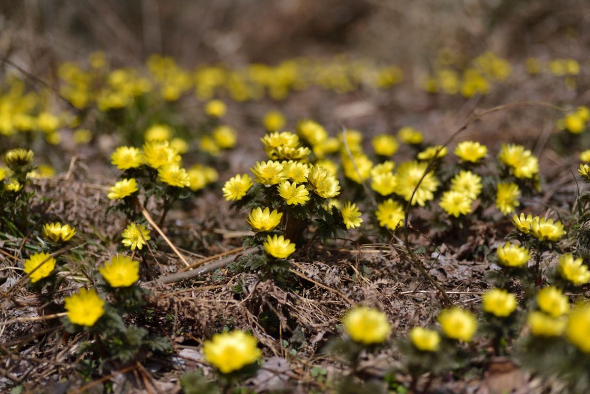 早春の信州の花