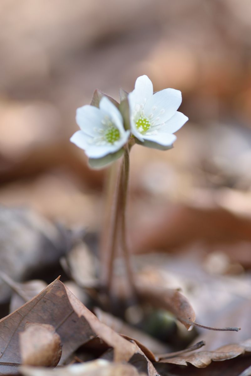 早春の信州の花