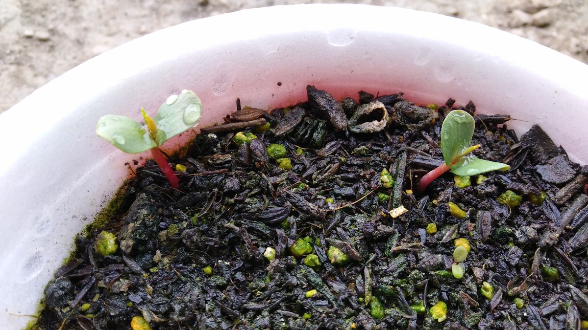 食べ蒔き発芽🌱