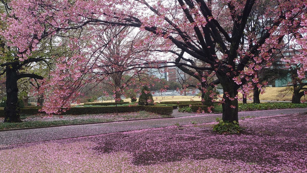 新宿御苑・桜と花壇