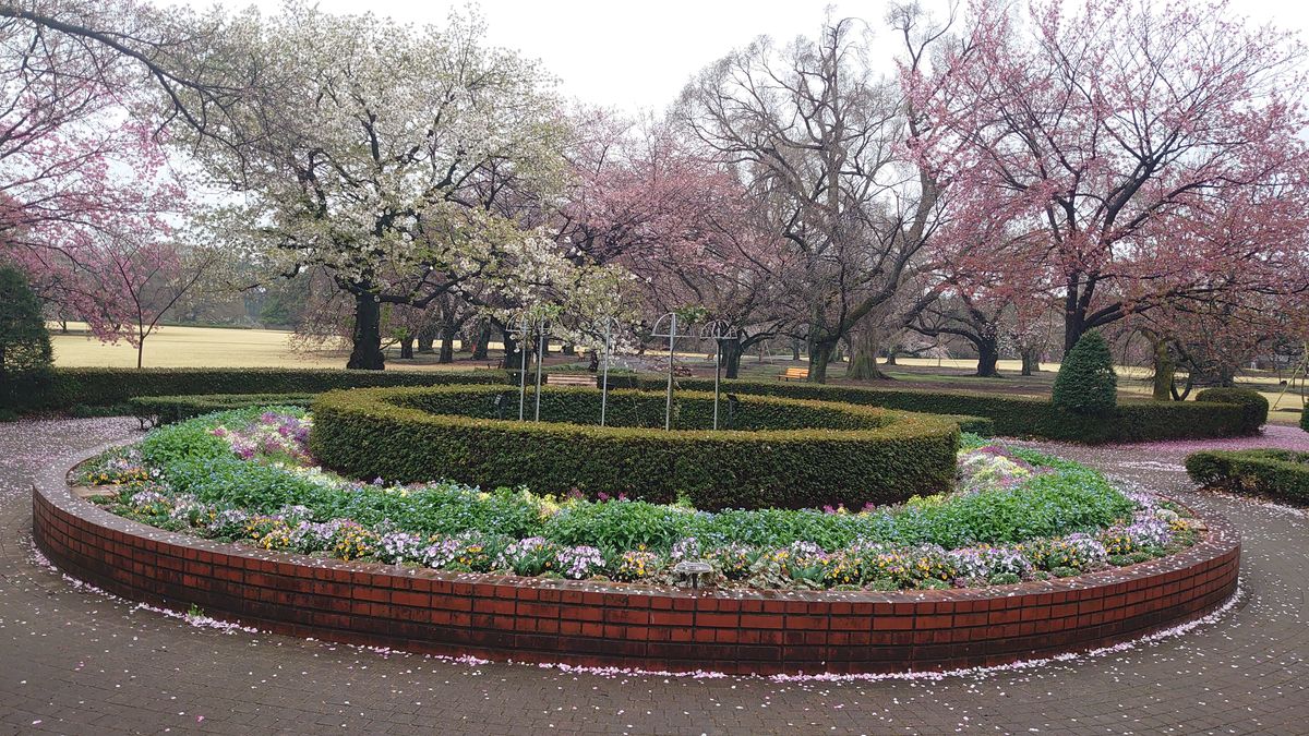 新宿御苑・桜と花壇