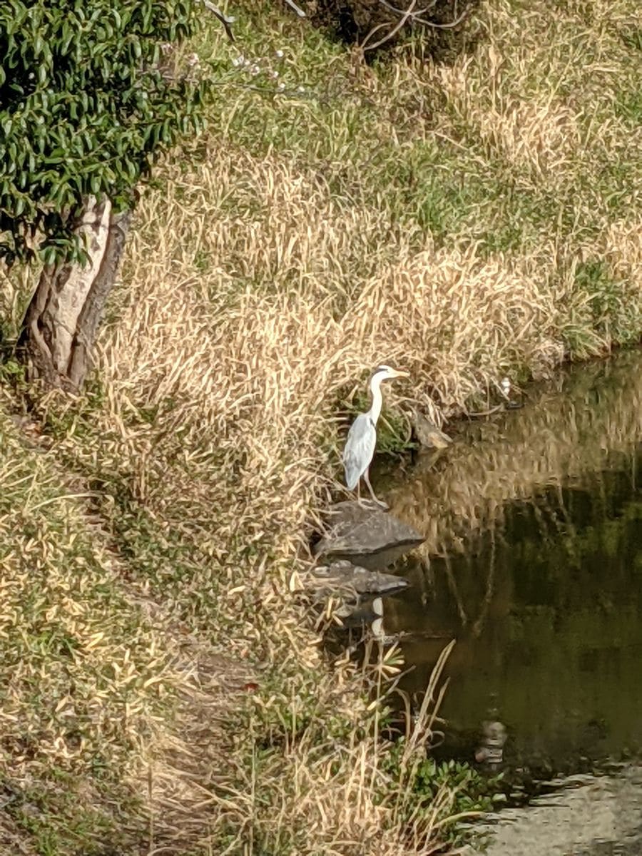 初めて間近で見る鳥です。