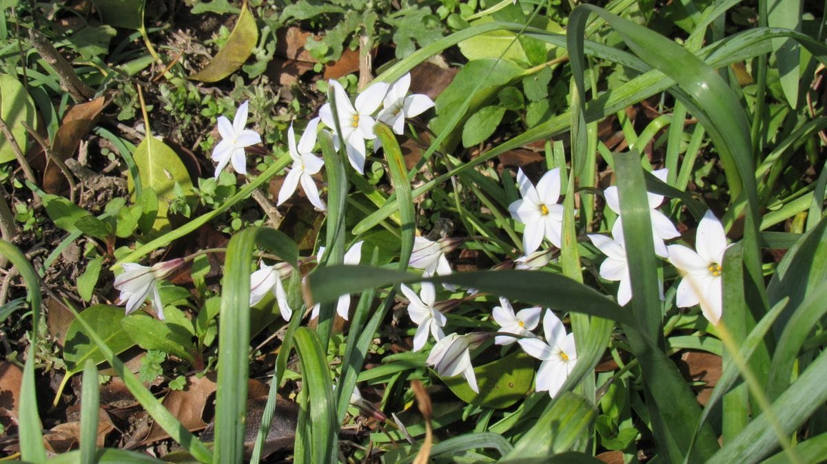 散歩道沿いの素敵な花壇