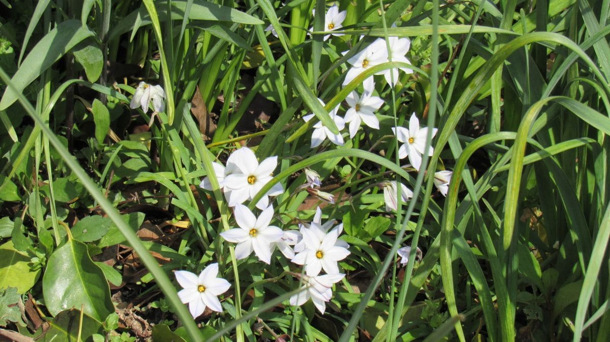 散歩道沿いの素敵な花壇