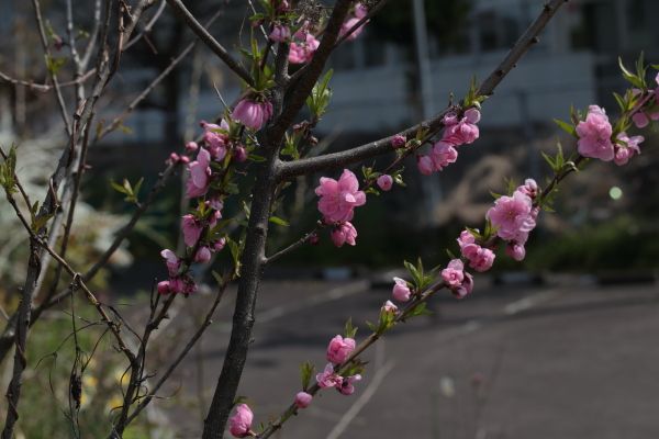 モモの花が咲いたよ