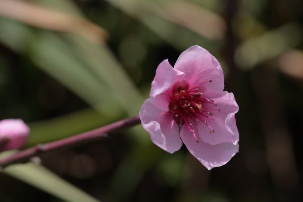 モモの花が咲いたよ