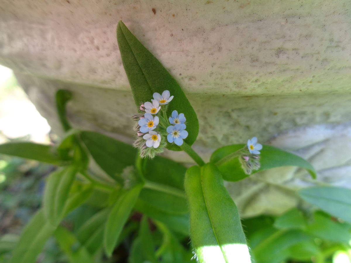 いろいろなお花たち