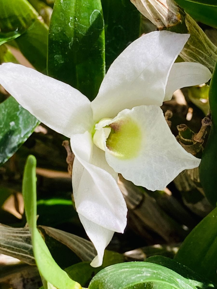 愛ちゃん最後の花🎵