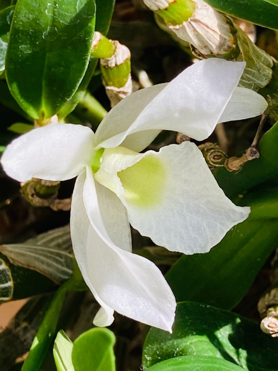 愛ちゃん最後の花🎵