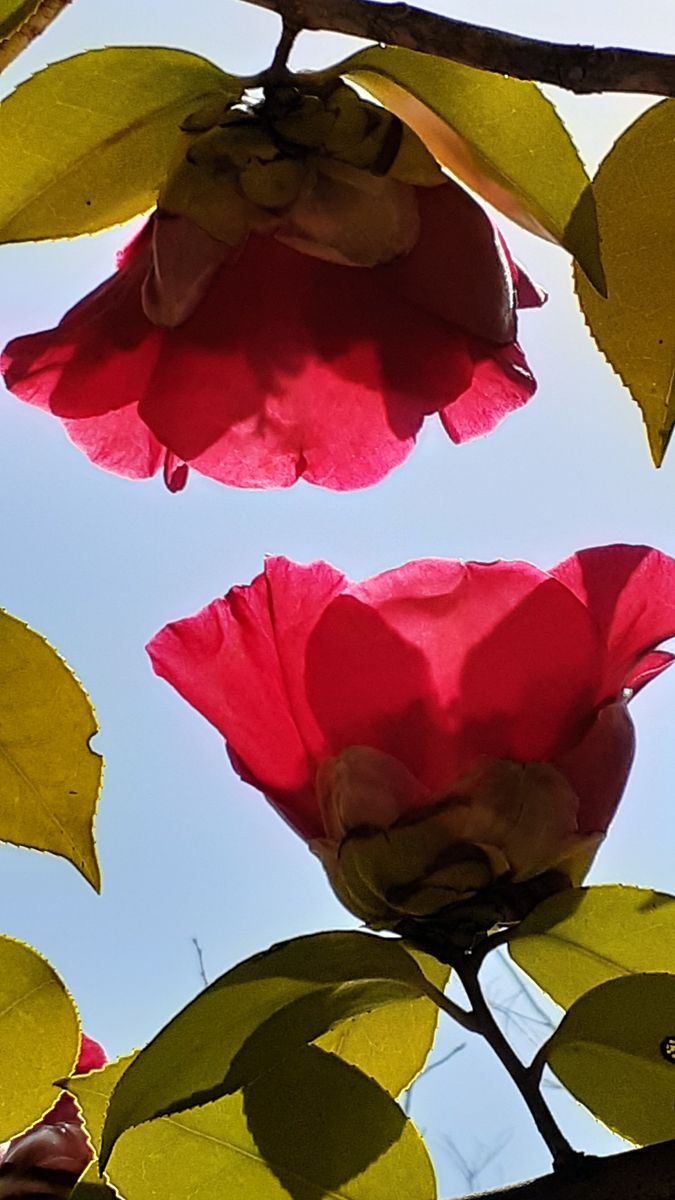 ふくおかルーバルガーデン5～春の🌸🌸🌸庭たより…植物園の花たより<5>～💕