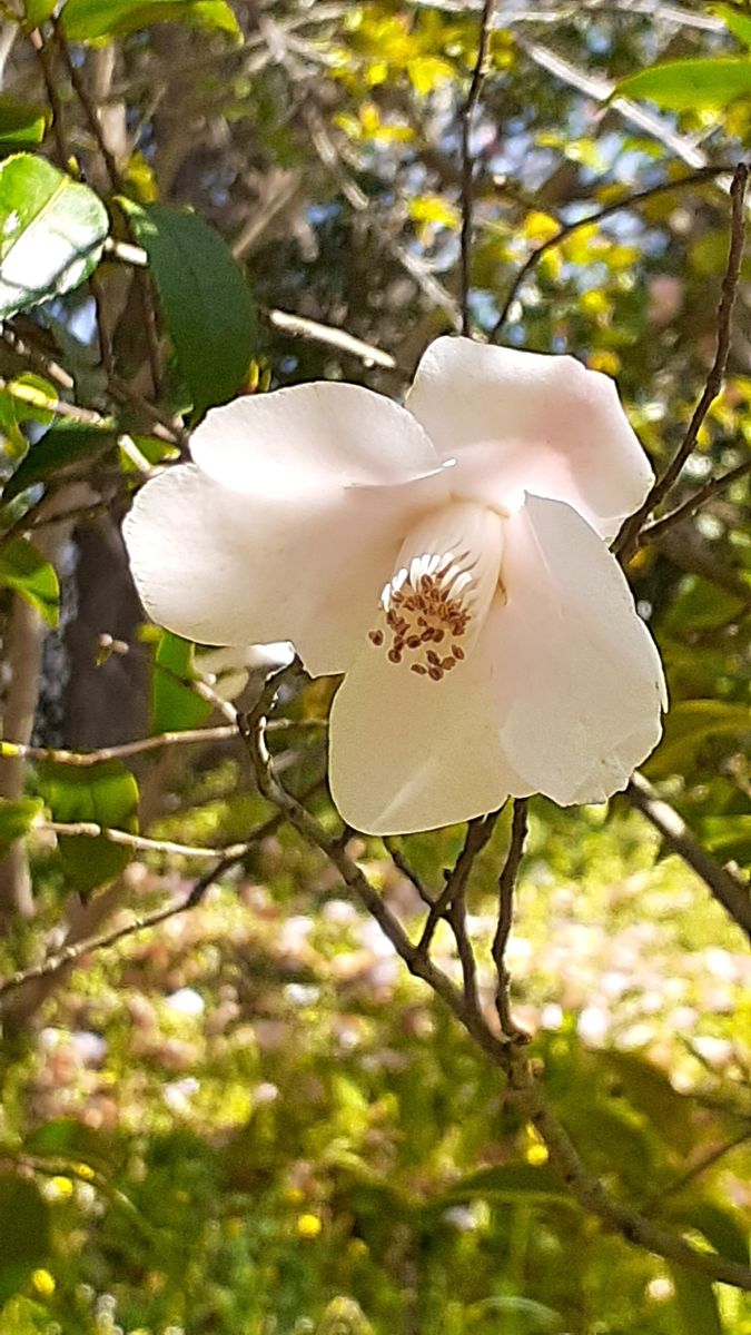 ふくおかルーバルガーデン5～春の🌸🌸🌸庭たより…植物園の花たより<5>～💕