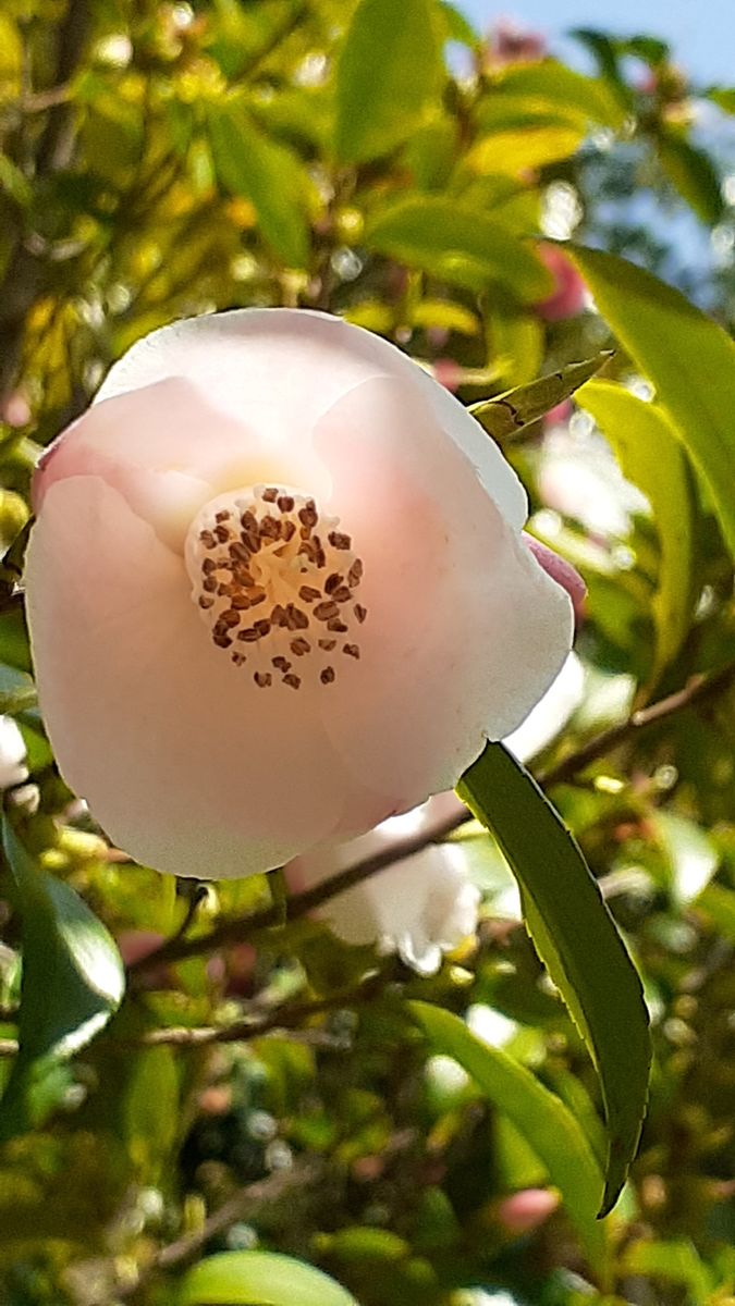 ふくおかルーバルガーデン5～春の🌸🌸🌸庭たより…植物園の花たより<5>～💕