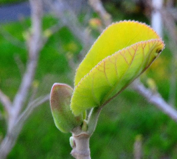 ハマボウの芽吹き～早春