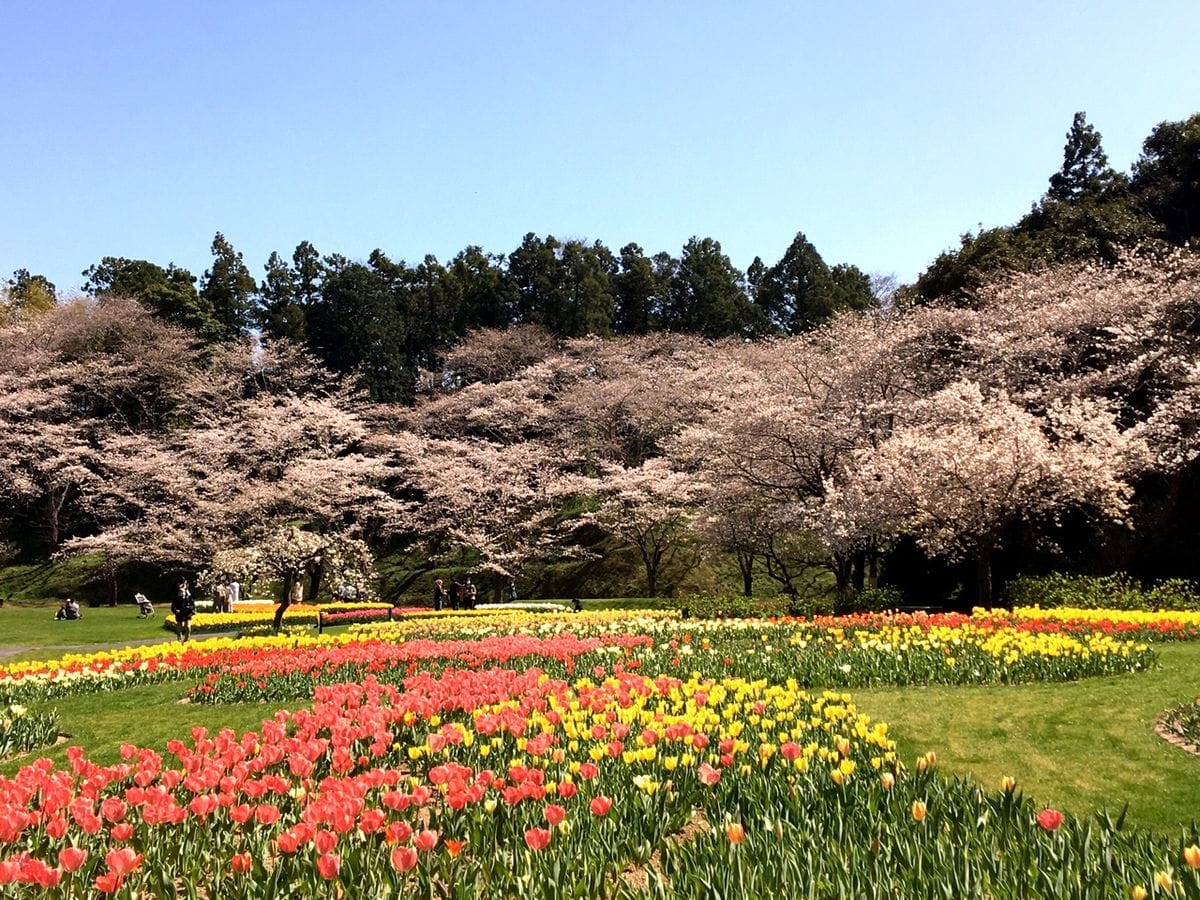 お花を見に行きました🌸桜編