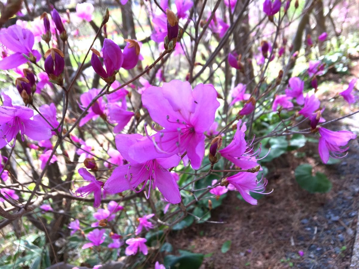 お花を見に行きました 🌸初見編