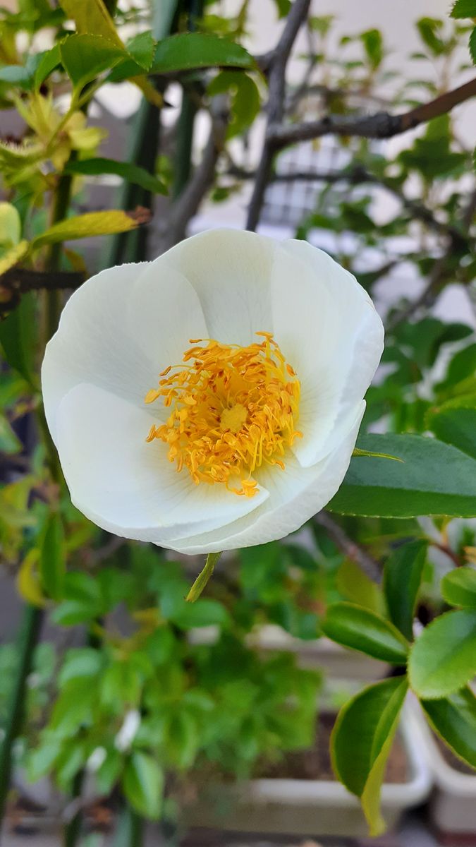 ふくおかルーバルガーデン5～春の🌸🌸🌸庭たより…ナニワイバラの初花💖が咲きました～💕