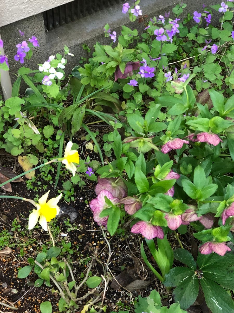 昨年、ボロボロになってなった花壇です。