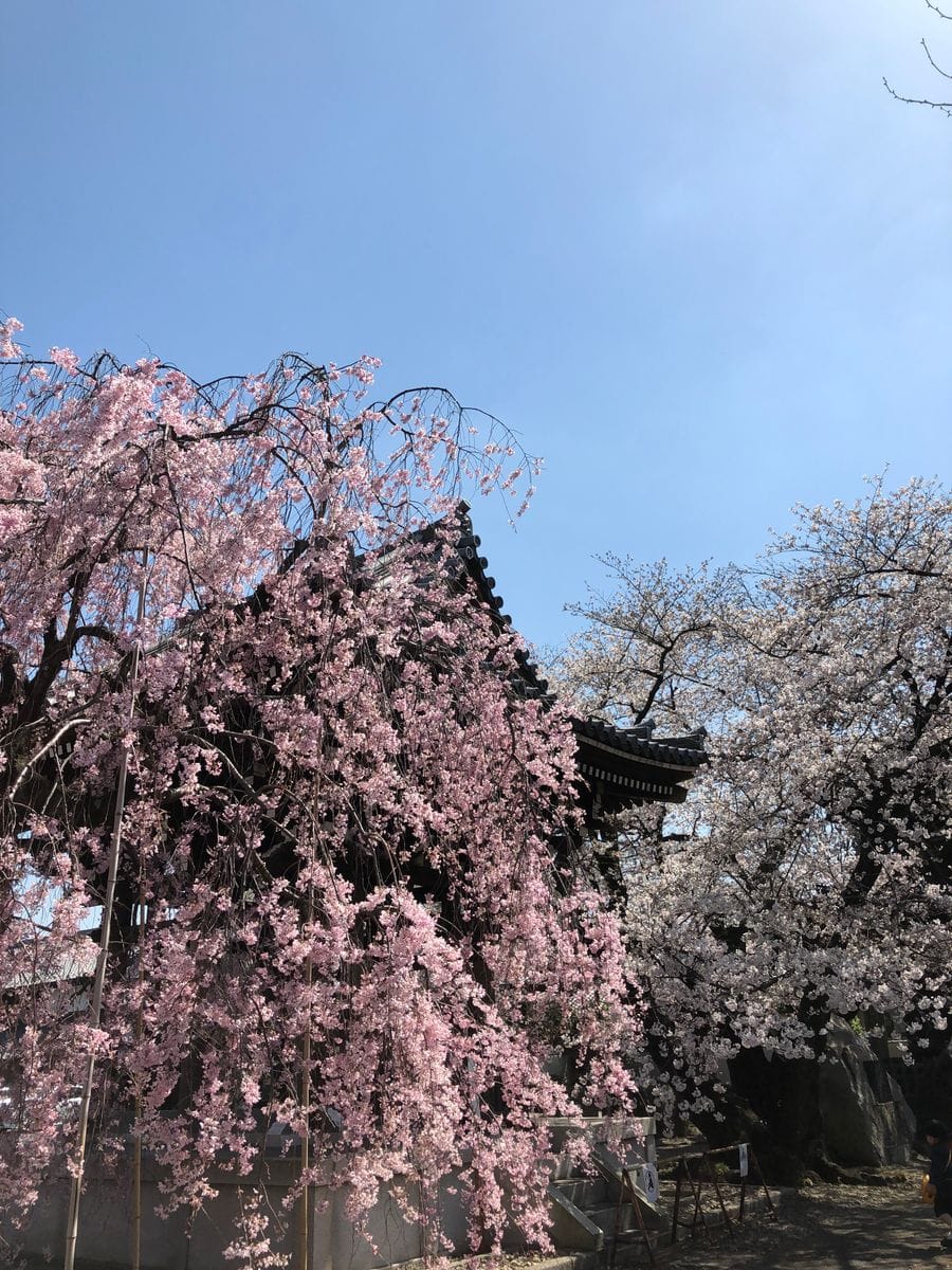 駒込吉祥寺の桜