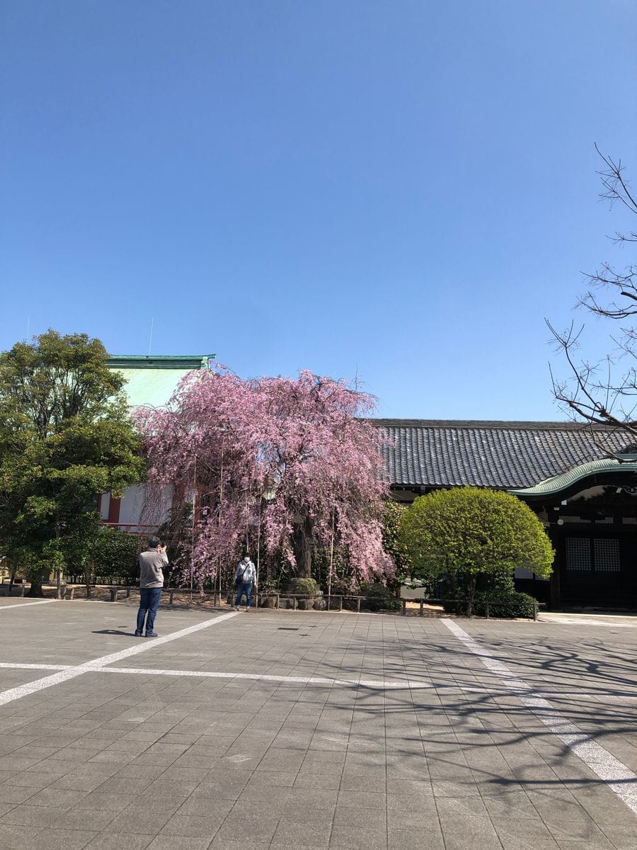 駒込吉祥寺の桜