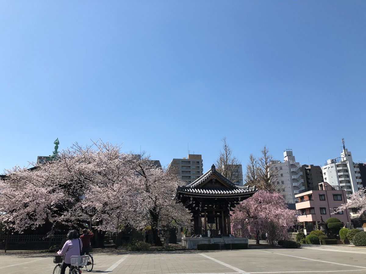 駒込吉祥寺の桜