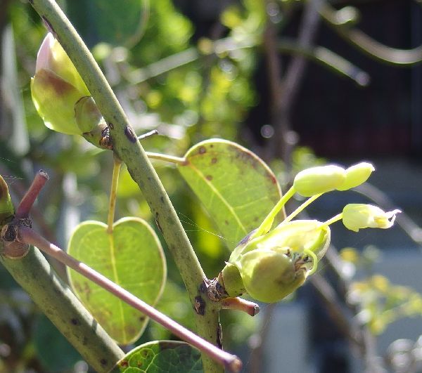 種からのムベに初蕾