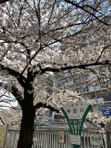 昨日の神田川沿いの桜