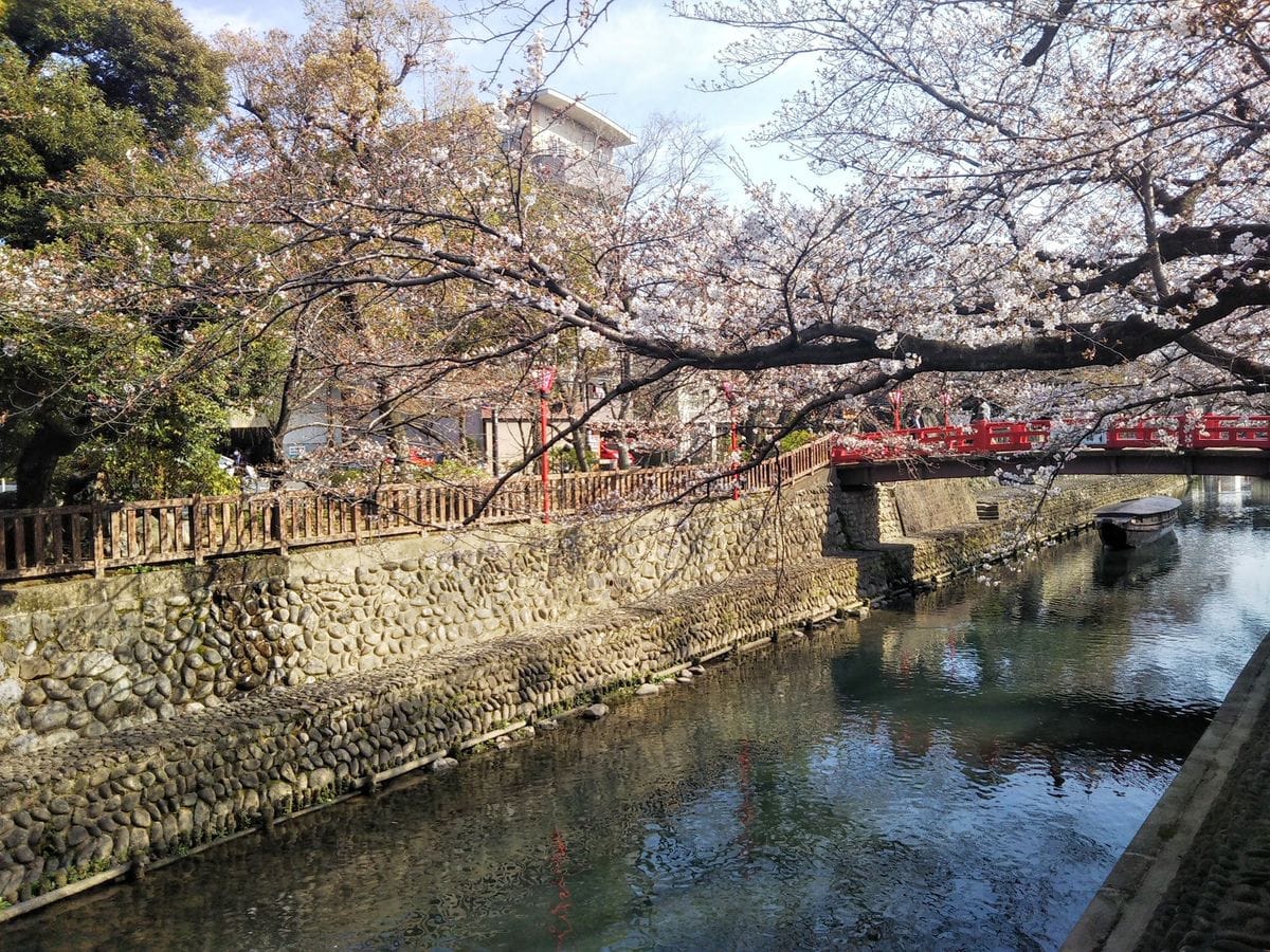 桜の様子見