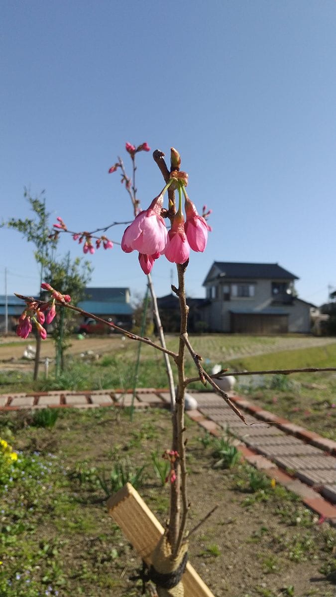 雅桜の開花宣言😁