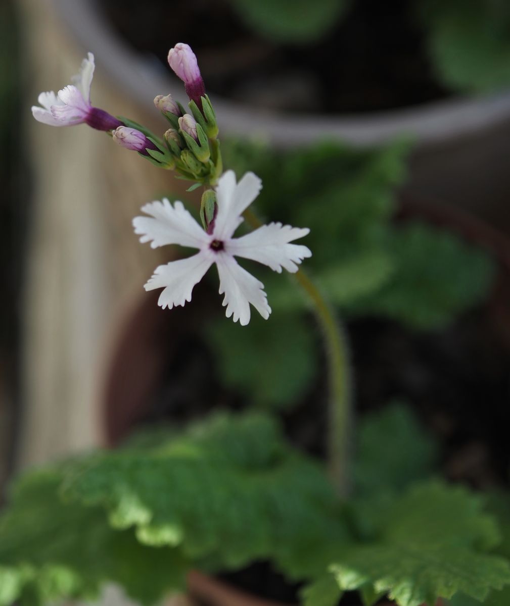 日本桜草の季節