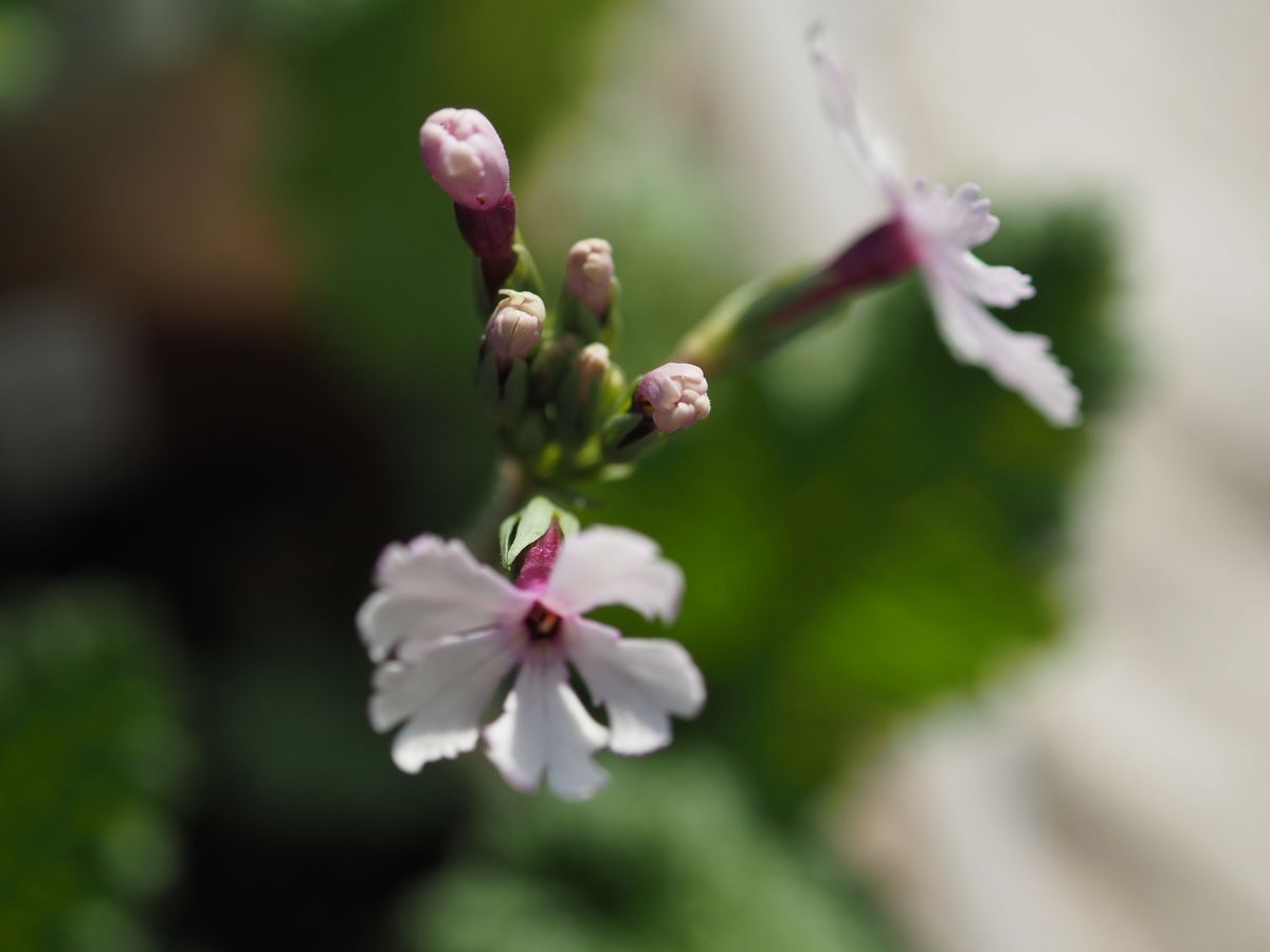 日本桜草の季節