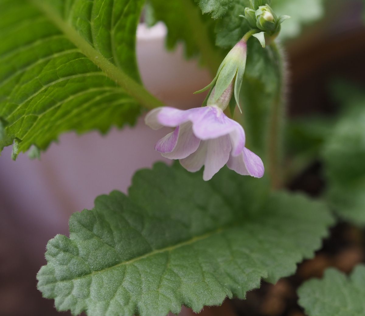 日本桜草の季節