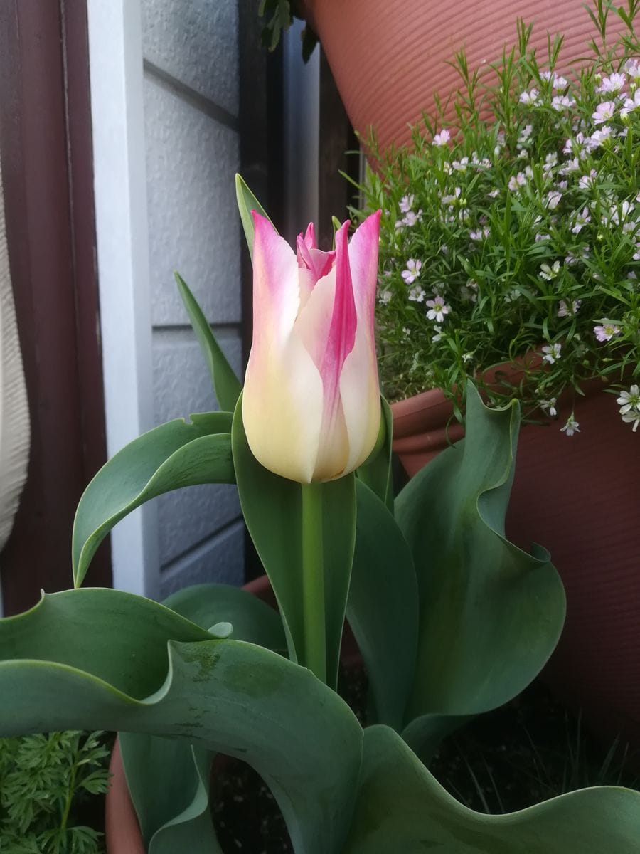 我が家の花🌷今日の様子